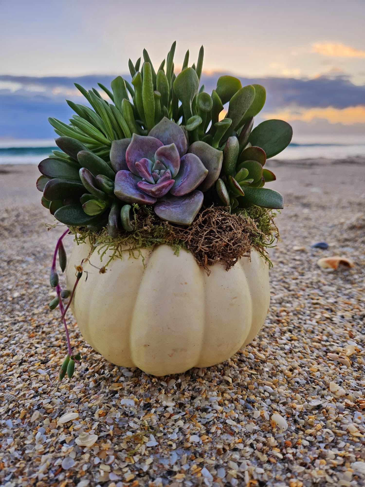 White Pumpkin Succulent Arrangement