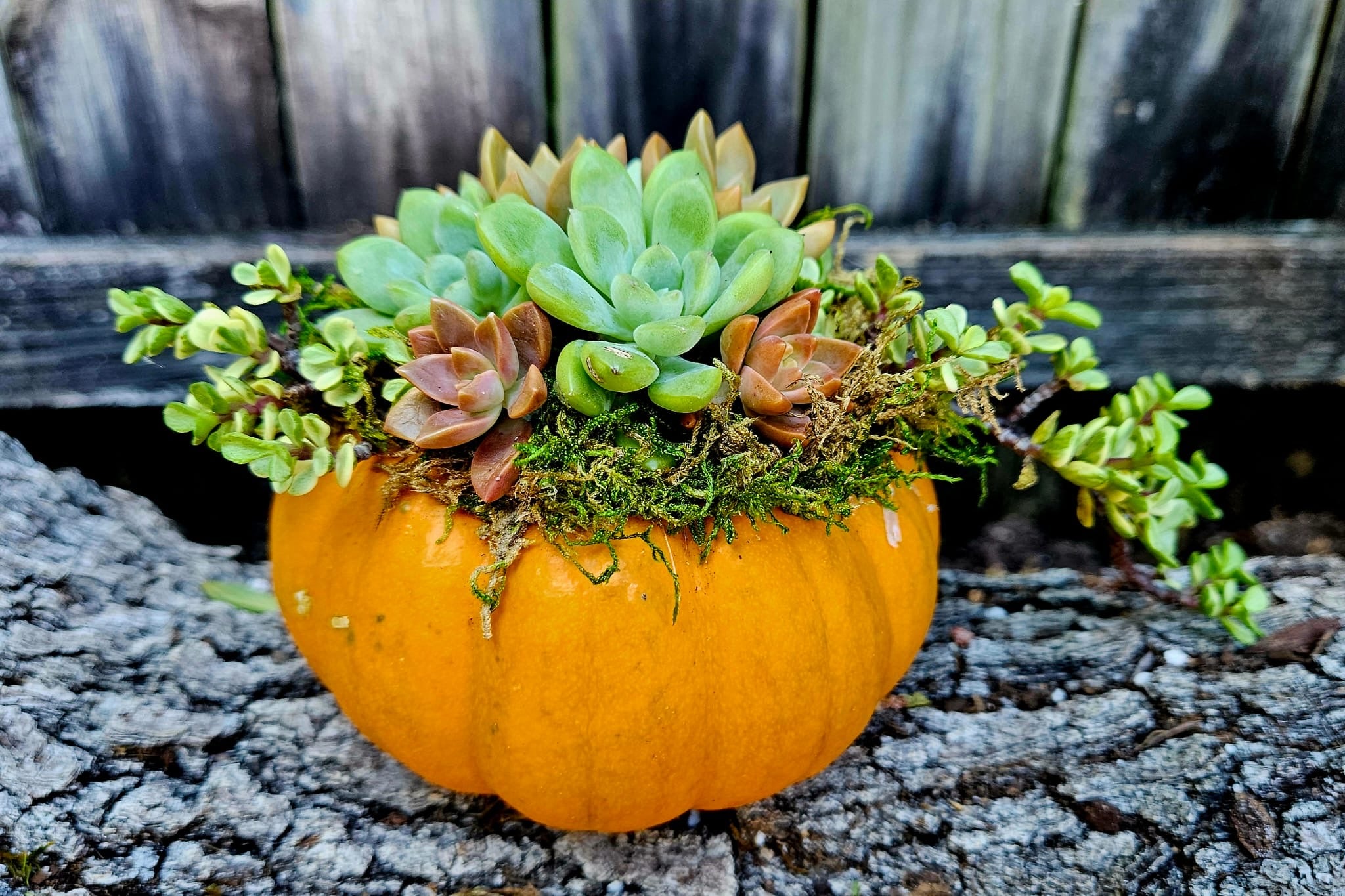 Orange Pumpkin Succulent Arrangement