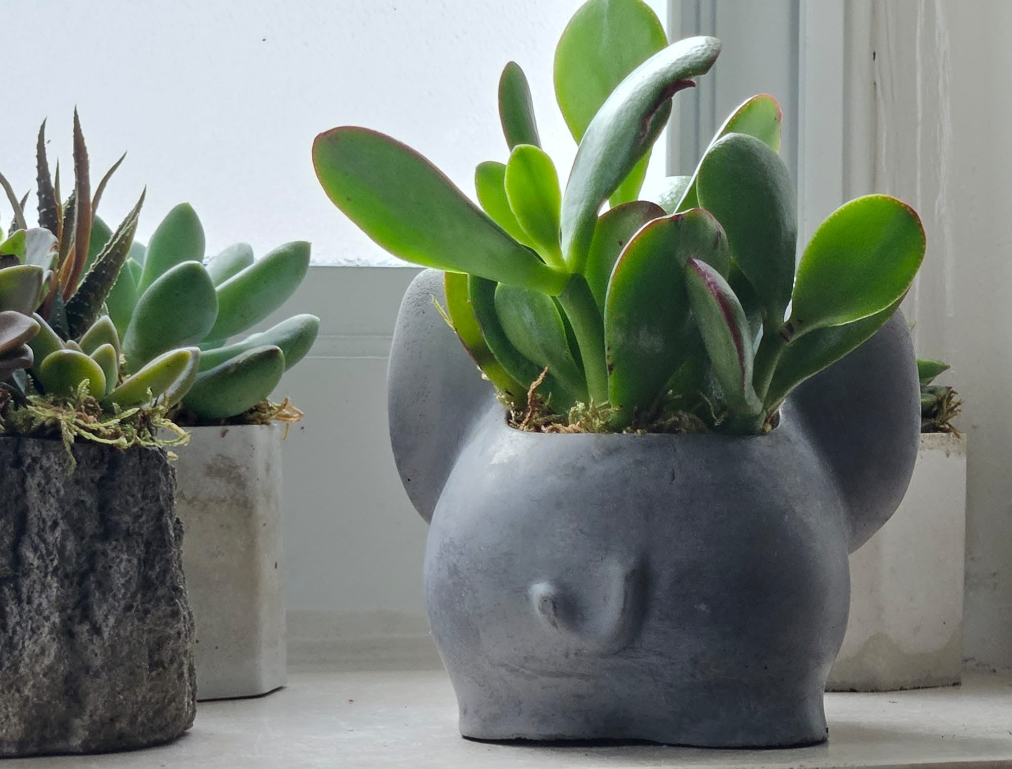 Concrete Elephant Planter with Succulent