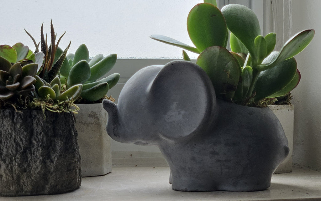 Concrete Elephant Planter with Succulent