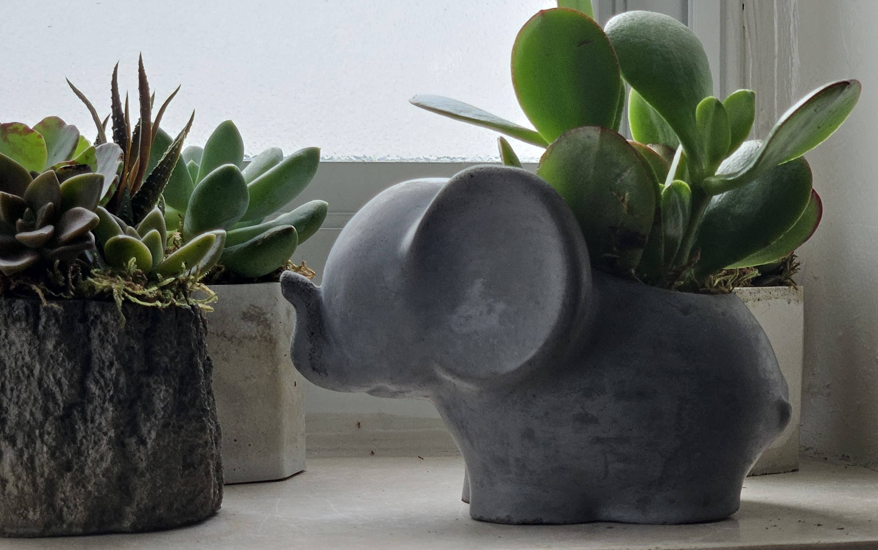 Concrete Elephant Planter with Succulent