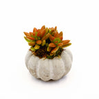 Concrete Pumpkin Succulent Arrangement