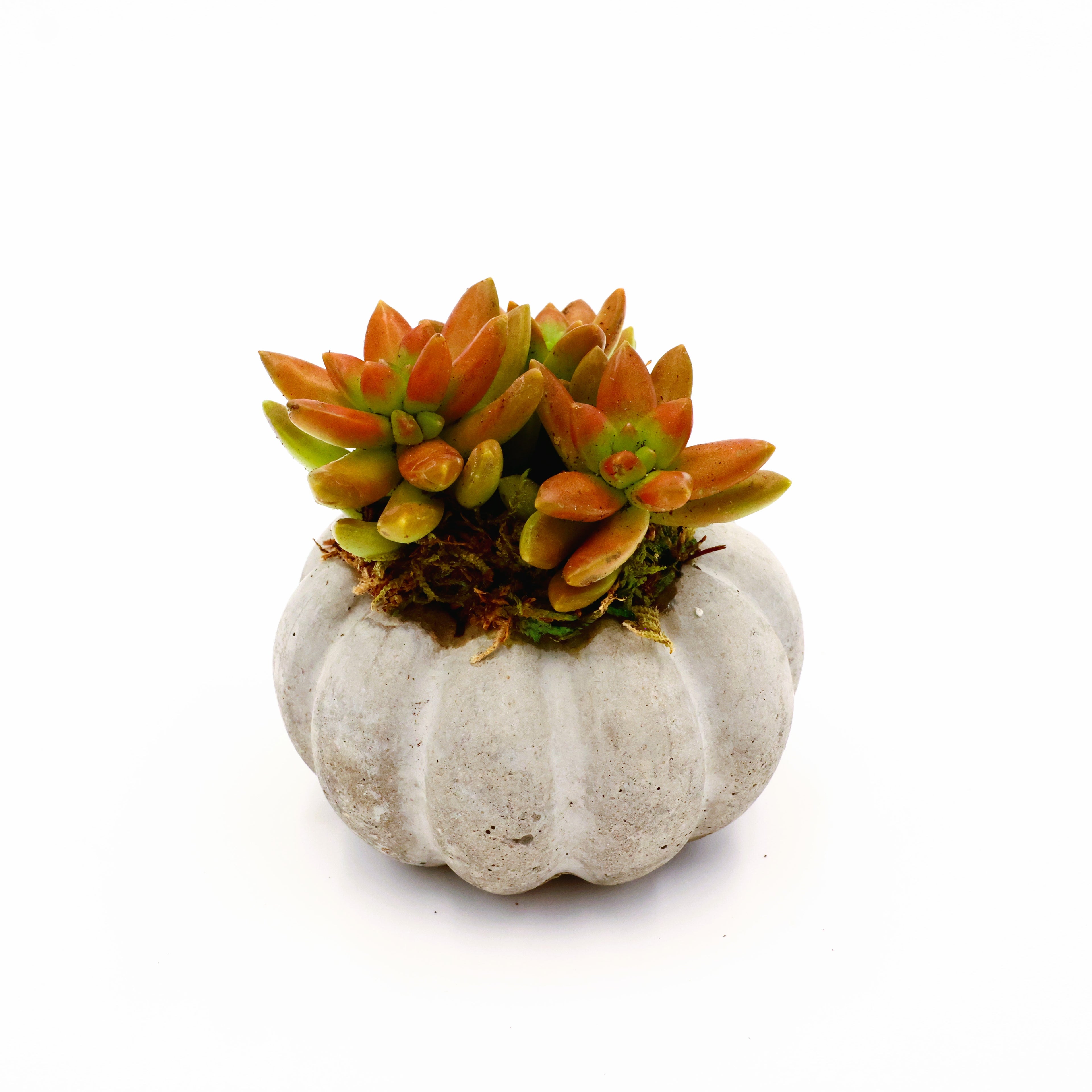 Concrete Pumpkin Succulent Arrangement