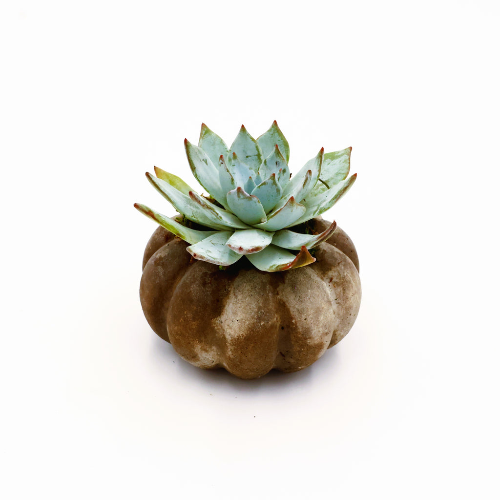 Concrete Pumpkin Succulent Arrangement