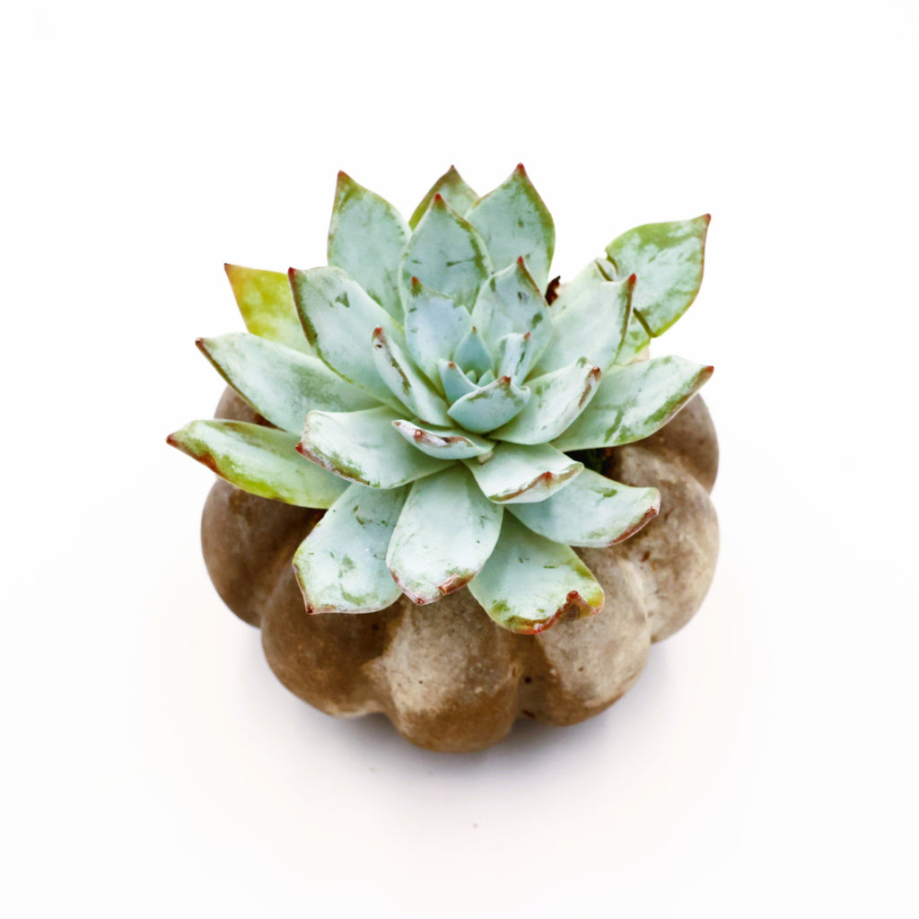 Concrete Pumpkin Succulent Arrangement