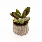 Concrete Succulent Arrangement