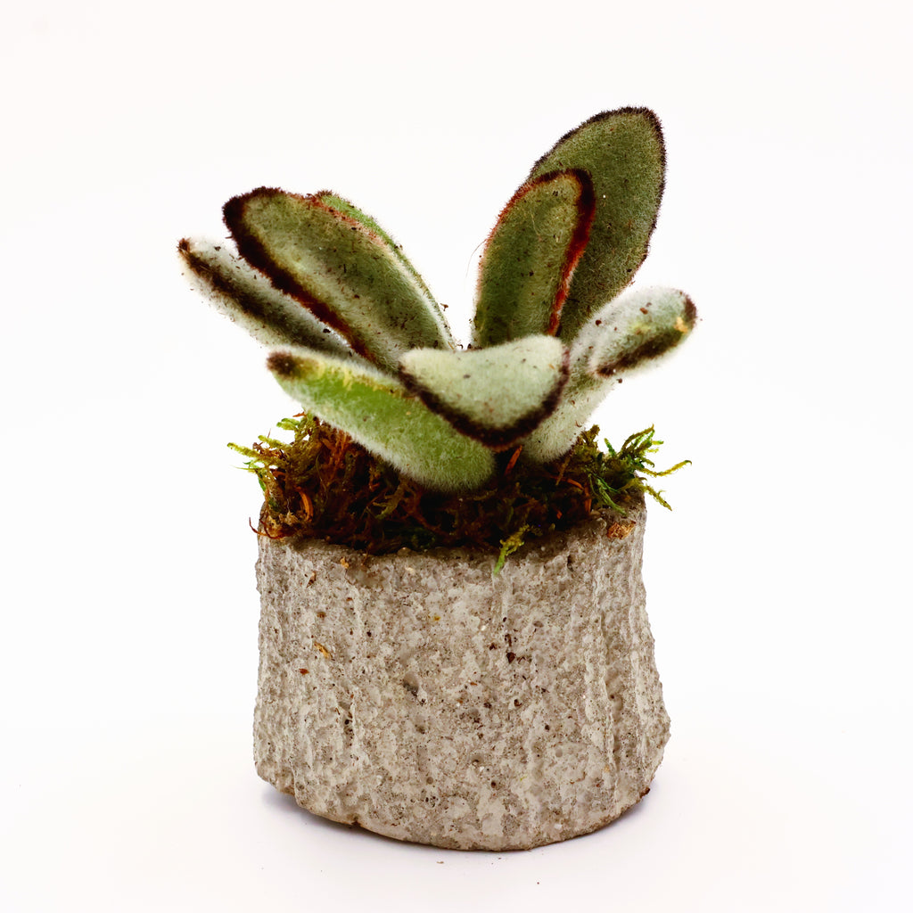 Concrete Succulent Arrangement