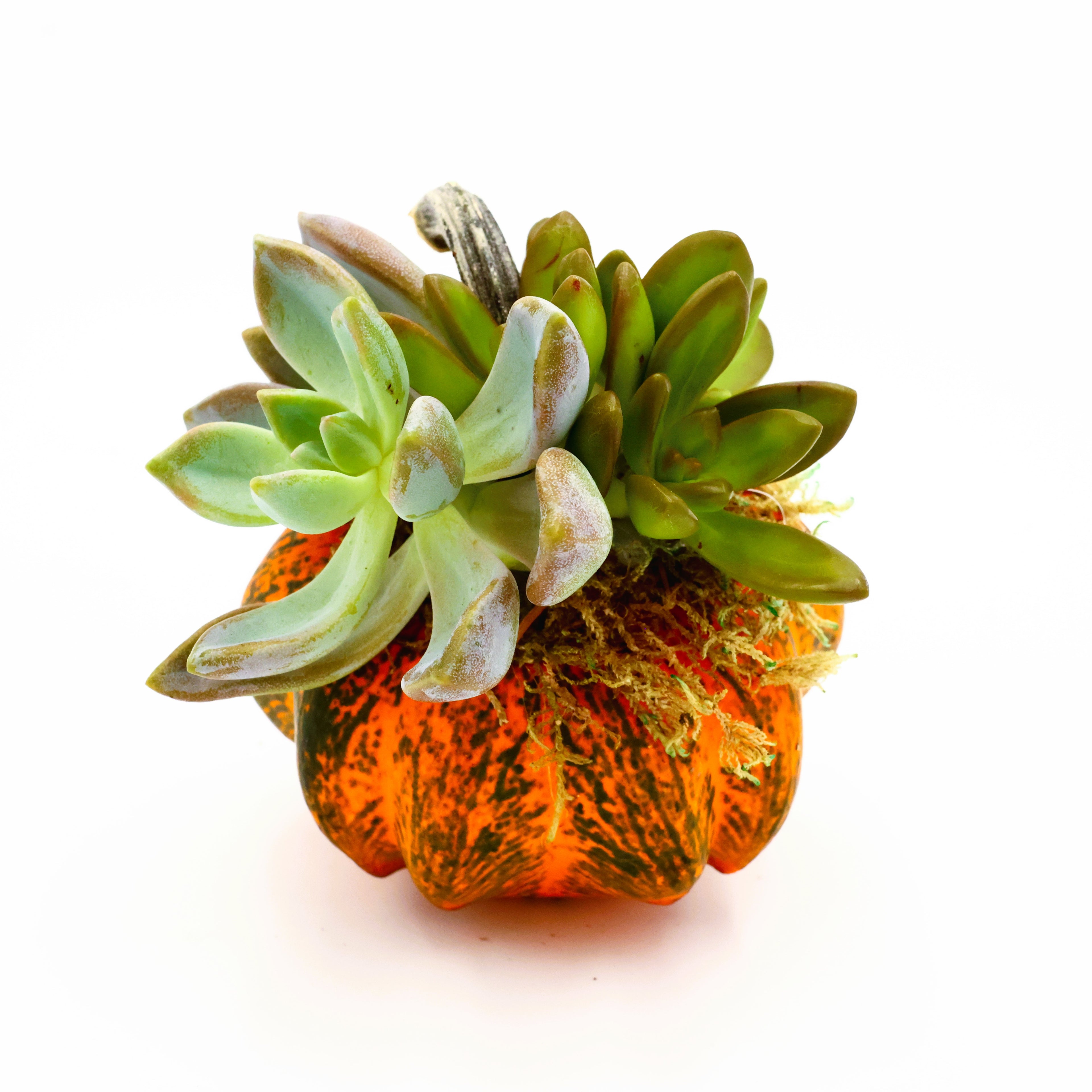 Tiger Stripped Pumpkin Succulent Arrangement