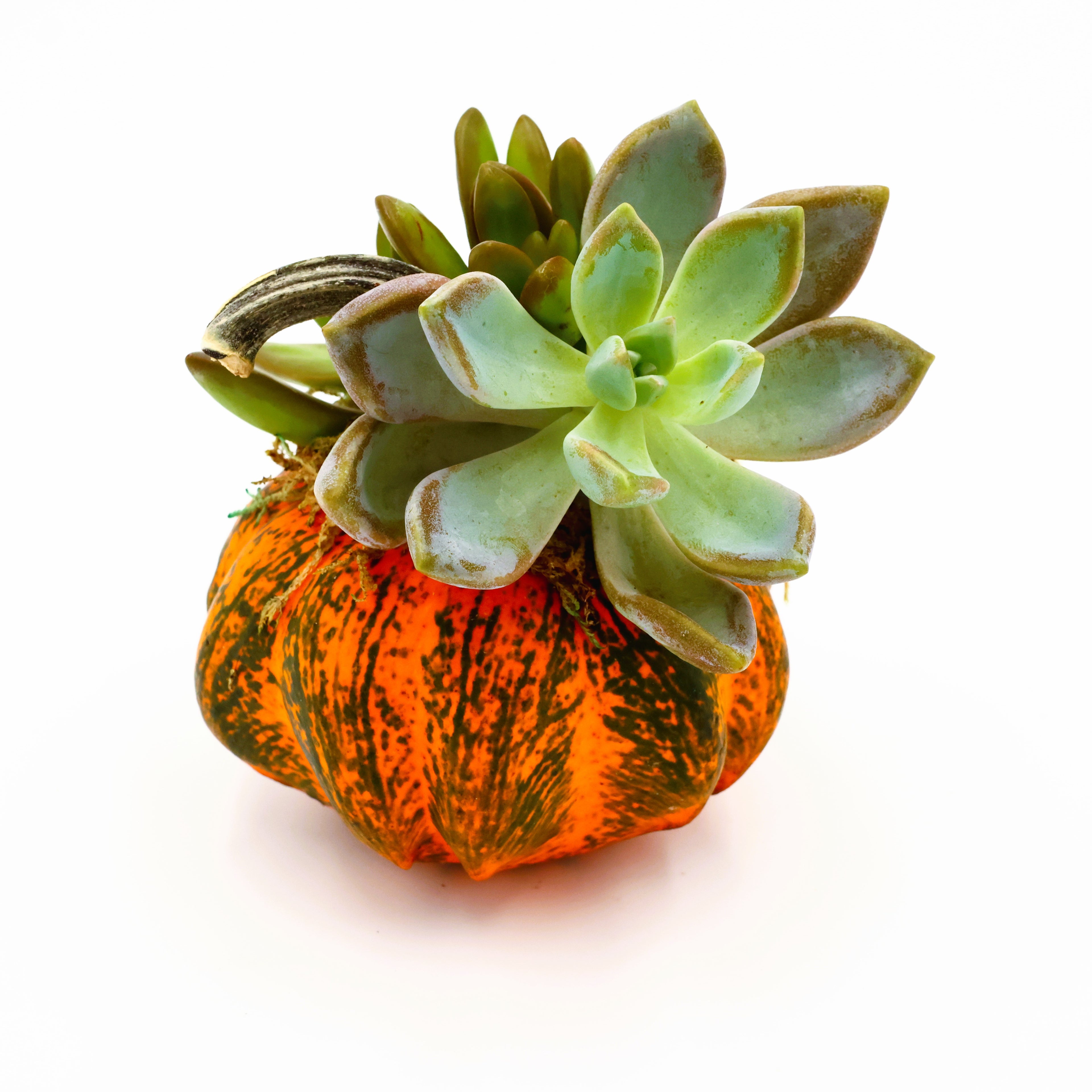 Tiger Stripped Pumpkin Succulent Arrangement