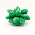 Succulent Stuffy