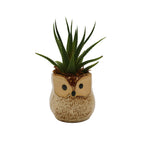 Small Owl Succulent Arrangement