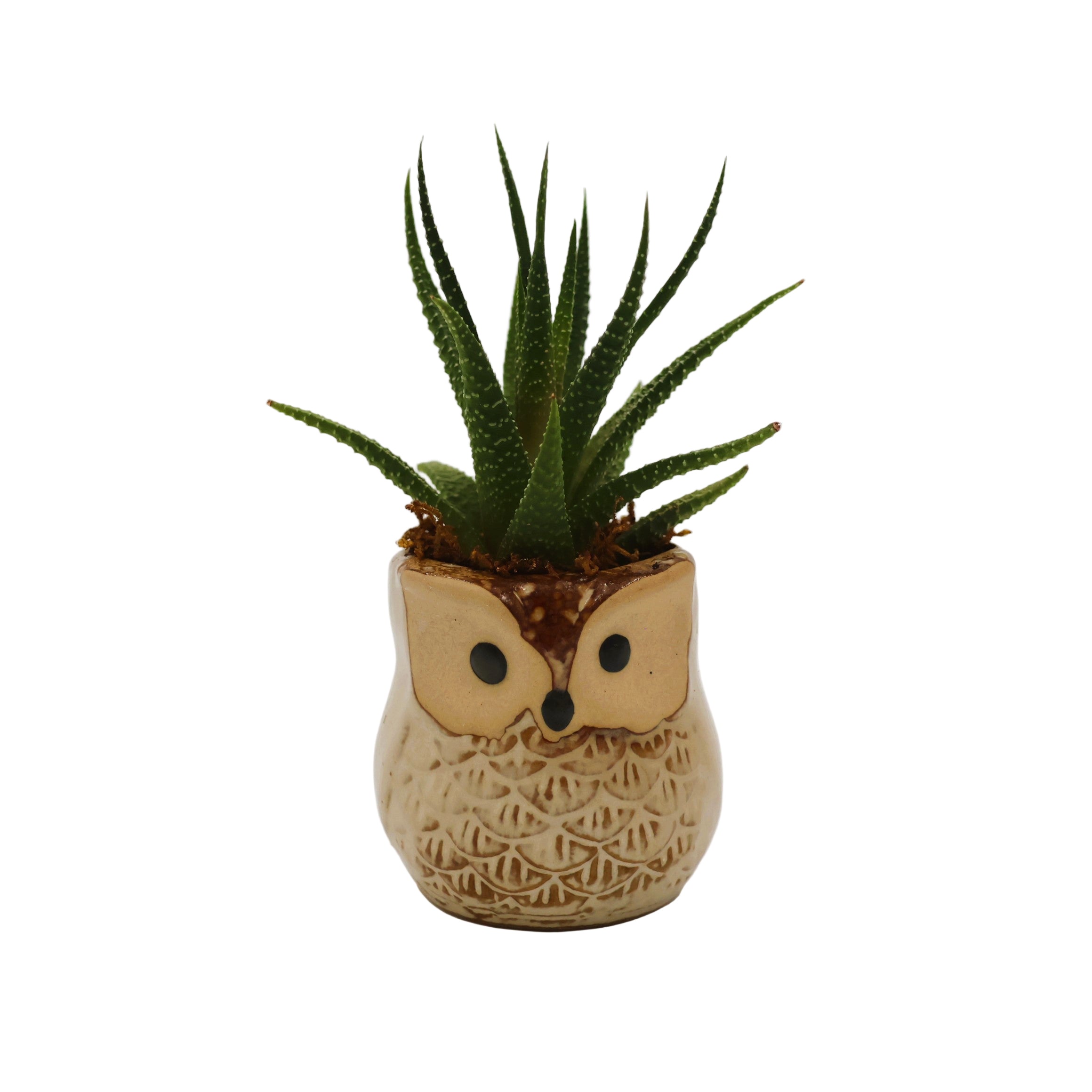 Small Owl Succulent Arrangement