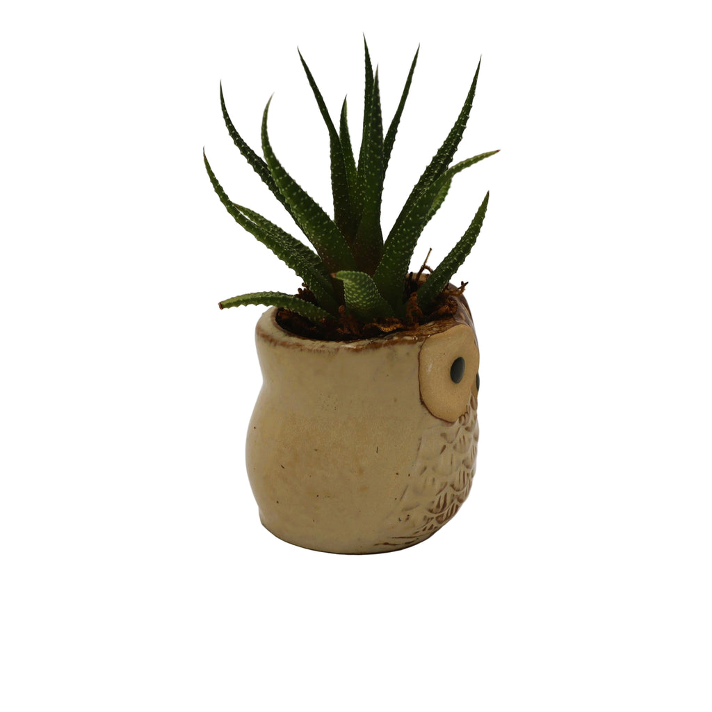 Small Owl Succulent Arrangement