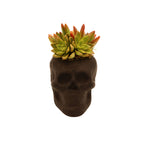 Black Skull Succulent Arrangement