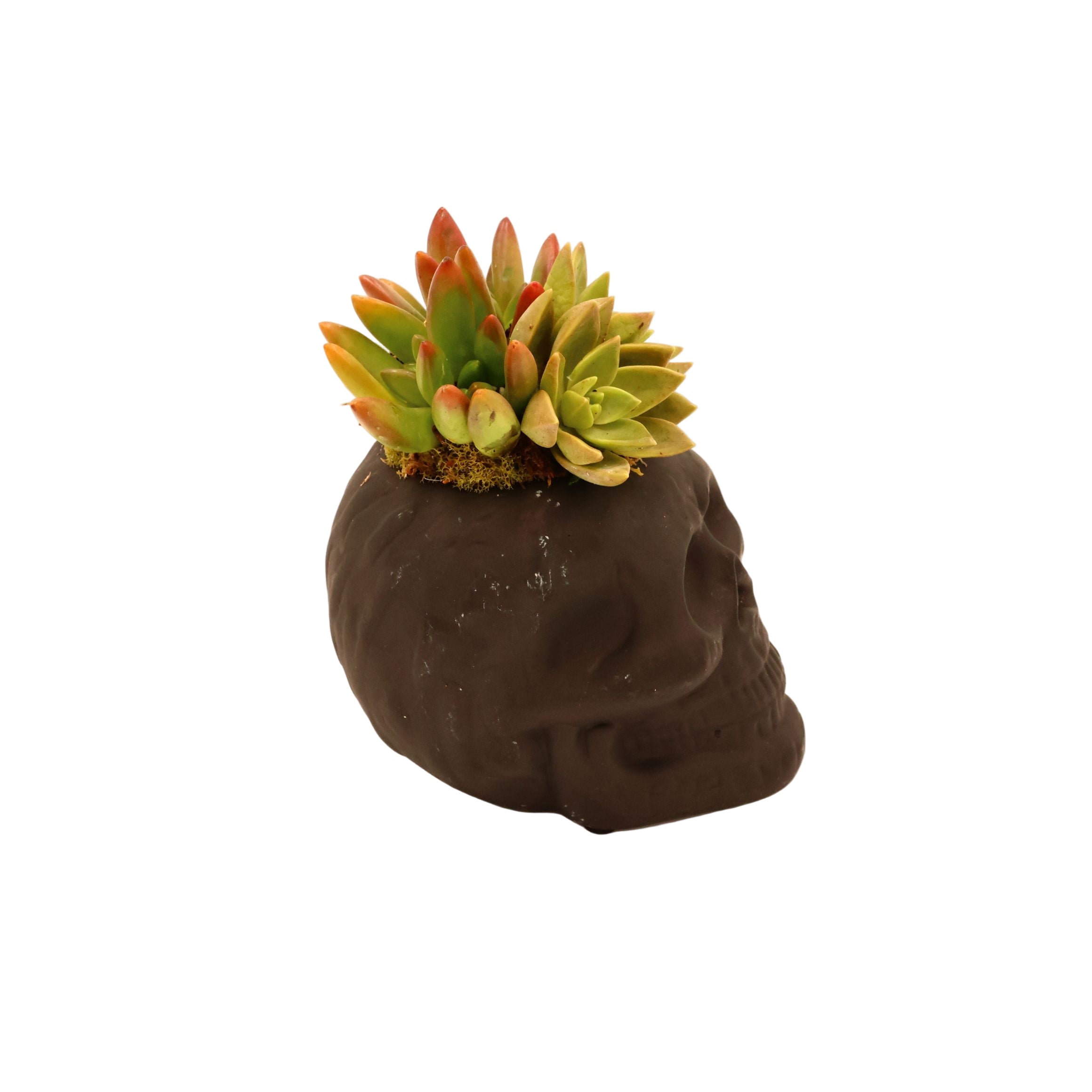 Black Skull Succulent Arrangement
